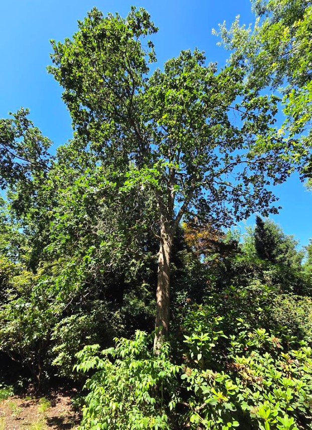 Garry Oak